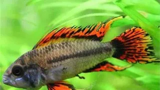 Apistogramma Cacatuoides Double Red