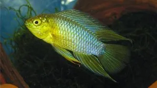 Apistogramma Borelli