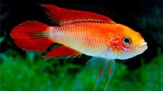 Apistogramma Agassizi Fire Red