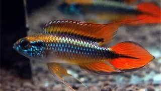 Apistogramma agassizi super red