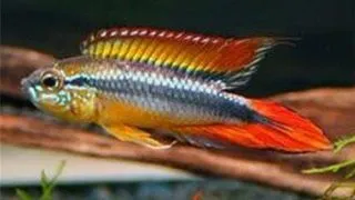 Apistogramma agassizi red dorsal