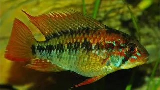Apistogramma macmasteri