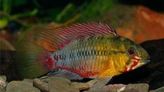 Apistogramma hongsloi
