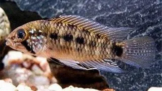 Apistogramma commbrae