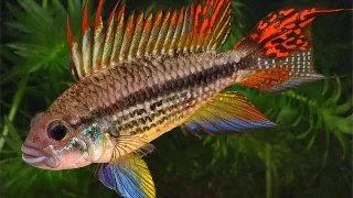 Apistogramma cacatuoides