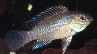 Apistogramma piauiensis
