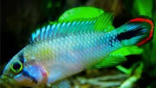 Apistogramma pandourini