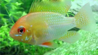 Papiliochromis ramirezi red-gold
