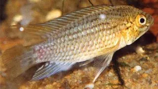 Apistogramma tucurui