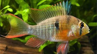 Papiliochromis ramirezi asia