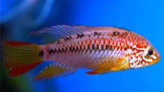 Apistogramma sp. viejeta II