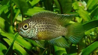 Nannacara anomala