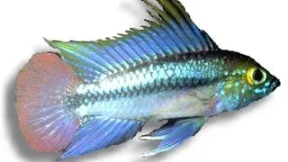 Apistogramma trifasciatum