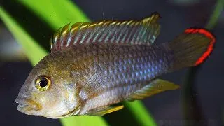Apistogramma nijsseni