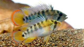 Apistogramma Baenschi - Inca