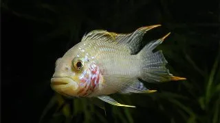 Apistogramma Diamond Face