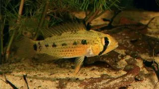 Apistogramma agas. gold line tucurui