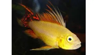 Apistogramma cacatuoides gold red