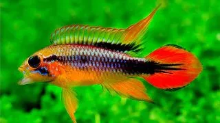 Apistogramma agassizi gold red