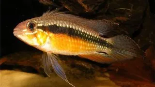 Apistogramma elizabethae