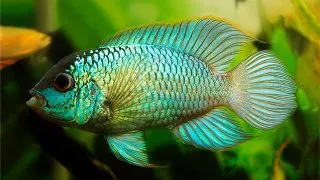 Nannacara sp. neon blue