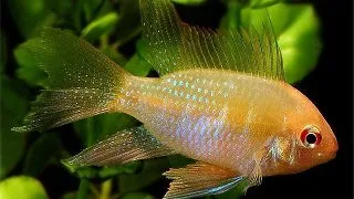 Papiliochromis ramirezi gold long fin