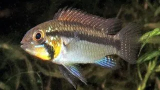 Apistogramma staecki