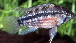 Apistogramma sp. algodon II