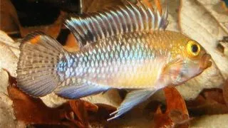 Apistogramma norberti