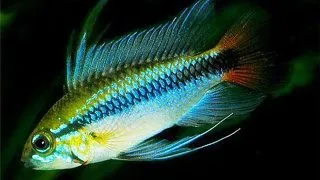 Apistogramma sp. mamore