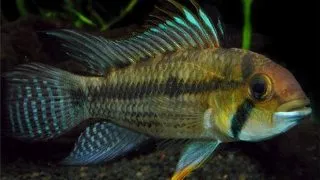 Apistogramma	juriensis