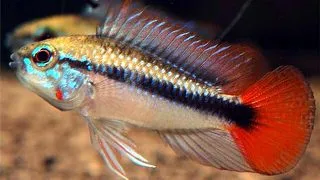 Apistogramma sp. mamore red