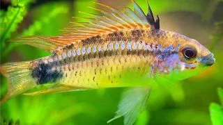 Apistogramma eremnopyge