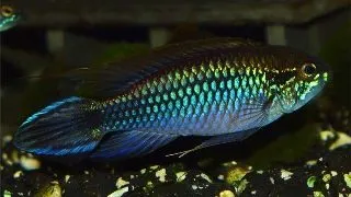 Apistogramma agas.blue