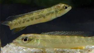Teleocichla proselytus