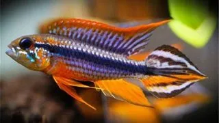 Apistogramma agas. Rio Tefe-Red