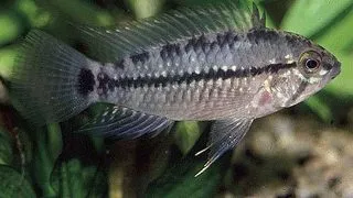 Apistogramma caetei