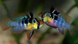 Mikrogeophagus ramirezi