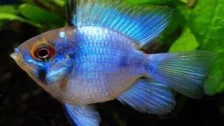 Papiliochromis ramirezi electric blue baloon