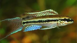 Dicrossus filamentosus