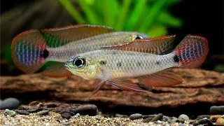 Dicrossus maculatus