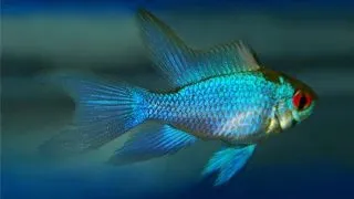 Papiliochromis ramirezi electric blue long fin
