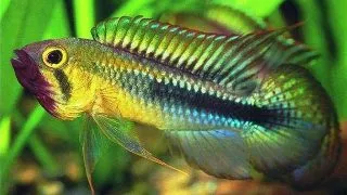 Apistogramma wilhelmi