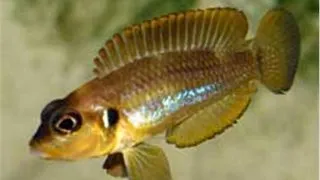 Lamprologus ocellatus gold