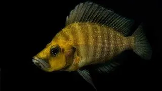 Lamprologus comp goldhead