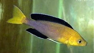 Cyprichromis lept. jumbo yellow
