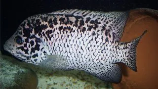 Nandopsis tetracanthus