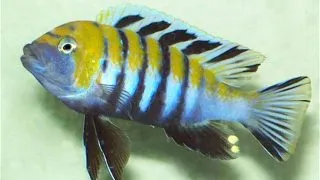 Cynotilapia afra