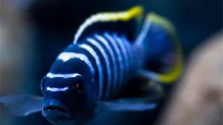 Cynotilapia fletti-red top