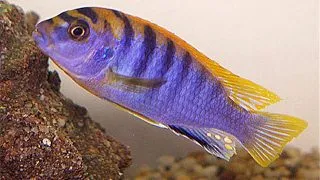 Labidochromis hongi